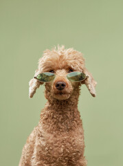 Wall Mural - funny dog with glasses on a green background. Happy red little poodle in studio 