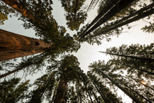Looking Up The Sequoia And Ponderosa Pine Canopy