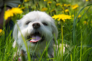 On a bright sunny day in the spring, a lapdog dog stands in the grass on the street.