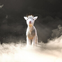 Photomanipulation Of A Representation Of Jesus On Revelation In Holy Bible. Seven-eyed Lamb With 7 Horns Dark Background And Clouds. Biblically Accurate Jesus, From The Book Of Revelation