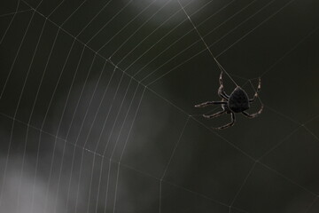 Spider on web