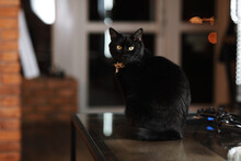 Domestic Adult Black Cat With Gold Eyes And Collar On Neck Sitting On Glass Table At Home Stylish Interior, Looking At Camera. Fluffy Animal. Copy Space.