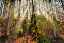 Sunbeams Penetrate A Forest With A Moated Rock Formation In Franconian Switzerland/Germany
