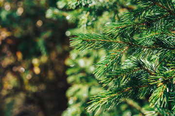 Wall Mural - green branch of the tien shan spruce.