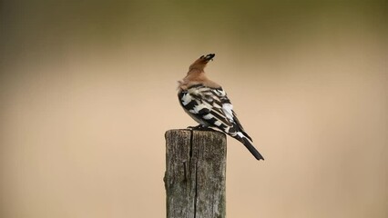 Poster - Eurasian hoopoe bird close up ( Upupa epops )	