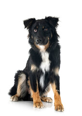 Sticker - australian shepherd in studio