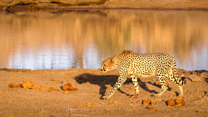 Wall Mural - a cheetah male walking (acinonyx jubatus) in evening light, timbavati game reserve, south africa.