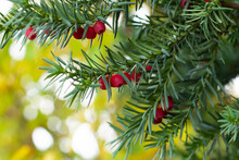 Branch Of Berry Yew With Red Berries