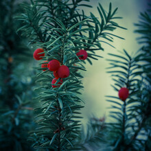 ENGLISH YEW - Beautiful Tree With Red Fruits