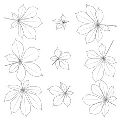 Wall Mural - Set of vector chestnut leaf outline icon. Simple outline chestnut leaves illustration for logo. Realistic hand drawn leaves illustration set on white background.
