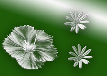 White Flower With Green Background