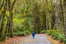 Scenic Autumn Landscape With An Unrecognizable Person Walking On The Road In Point Defiance Park, Tacoma, Washington