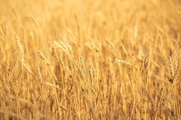 Wall Mural - Wheat field on a sunny day. Grain farming, ears of wheat close-up. Agriculture, growing food products.