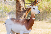 Close Up Shot Of Cute Dama Gazelle