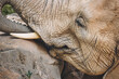 © TenWit - Close-up of an African elephant's head with trunk and ivory tusk