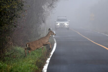 White Tailed Deer Doe Walking On Road Through Morning Fog In Front Of An Oncoming Car	