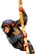 PNG illustration with a transparent background digital portrait painting of a cute baby chimpanzee swinging on a vine
