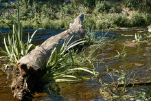 One Gray Log Of A Tree Lies On The Water With Grass