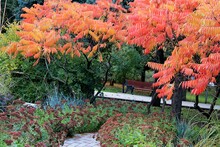 Sumac Vinegar Tree In The Autumn Garden, Background Image