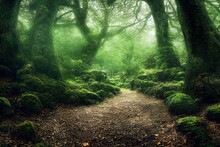 Path In Fairytale Woods