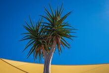 Aloe Tree On Blue Sky Background