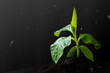 Young plant is born and grows from the soil on a black background. World environment day. new hope for environment or metaphor to starting buisness concept.