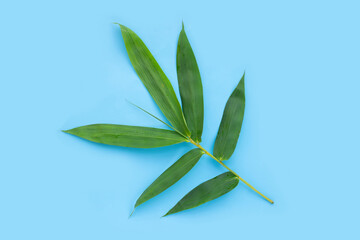  Bamboo leaf. Fresh green leaves on blue background.