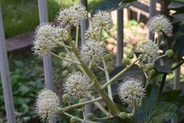 Wall Mural - Japanese aralia ( Fatsia japonica ) flowers.
Araliaceae evergreen shrub. Flowering season is from October to December and is insect-pollinated. A medicinal plant containing saponins in its leaves.