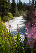 Flowers In The Woods Near A Sparking River In The Mountains