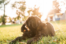 Puppy In The Grass Playing In The Sun