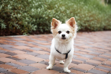 Wall Mural - Cute Chihuahua with leash on walkway outdoors. Dog walking