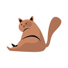 Cute Brown Cat Lying
