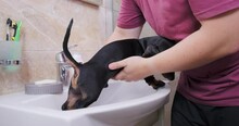 Owner Washes The Puppy After A Walk In The Sink.. Man In T-shirt Takes Care Of Pet Washes Ass Paws Tail Turns Off Tap Picks Up. Hygiene Daily Pet, Care. Home Grooming. Small Dachshund Getting Bath In