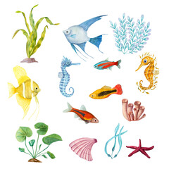 Wall Mural - Watercolor illustration of a set of marine fauna isolated on white background. Angelfish, starfish, shells, corals, seahorse, seaweed, plants, water, sea, ocean. Print design poster fabric decoration