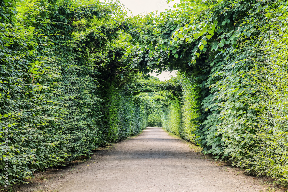Beautiful alley in green park