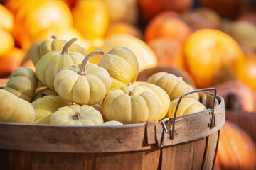 Wall Mural - White mini pumpkins in a wood basket on a sunny autumn day in the garden. Closeup. Pumpkins in the background.   