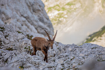 Alpine ibex picture taken in Julian alps, Slovenia	