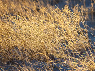 Poster - Dry grass on the snow at sunset.