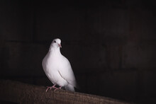 White Dove Of Peace Sits In The Dark