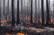 Forest wildfire dangerous natural disaster background. Wild fire flame blazing causing wilderness destruction, ecology catastrophe, ecosystem death and deforestation