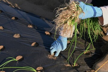 Poster - Onion cultivation. A scene of farm work of planting onion seedlings.