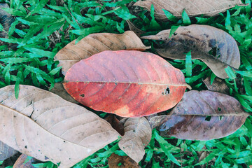 Wall Mural - Dried brown leaves, texture of autumn leaves, colorful autumn fallen leaves in forrest.