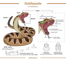 Anatomy Of A Rattlesnake