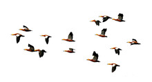 Png Flock Of Duck Birds Flying A Clear Background
