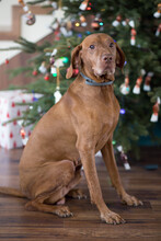 Portrait Of A Hungarian Vizsla In Front Of A Christmas Tree
