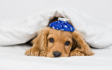 Canvas Print - Sick English Cocker spaniel puppy lying with ice bag or ice pack on it head under white warm blanket on a bed at home