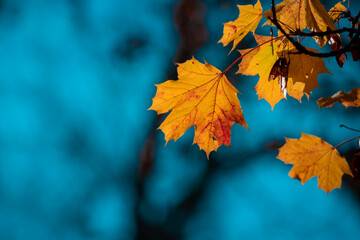 Sticker - Autumn landscape. Maple tree.  Yellow autumn leaves and black trunks against a blue sky.