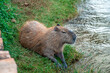 The largest rodent in the world Capybara in a city by the river