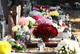 Fototapeta Kwiaty - Kolorowe kwiaty chryzantemy na grobach na cmentarzu. 