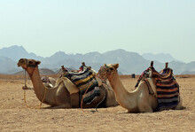 Two Camels Waiting For Tourists , Riding To The Desert.